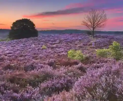 Huisje in de Veluwe